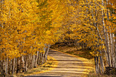 USA, Colorado, Uncompahgre National Forest. Waldweg gesäumt von herbstfarbenen Espen.