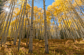 USA, Colorado. Gunnison National Forest, Autumn colored grove of quaking aspen with colorful understory, near Kebler Pass.