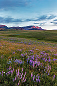 Lupine Wildblumen und Sawtooth Ridge entlang der Rocky Mountain Front in der Nähe von Augusta, Montana, USA