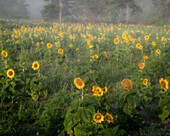 USA, New Jersey, Cox Hall Wildlife Management Area. Sonnenblumen auf einer nebligen Wiese.
