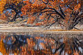 Cottonwood Tree reflektiert Teich, Bosque del Apache National Wildlife Refuge, New Mexico