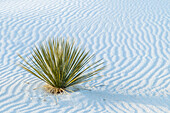 USA, New Mexico, White Sands National Monument. Close-up of yucca and sand ripples