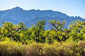 USA, New Mexico. Sandia Mountains and cottonwood trees in early spring.