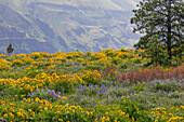 USA, Oregon, Tom McCall Nature Conservancy. Balsamwurzel- und Lupinenblumen auf der Wiese