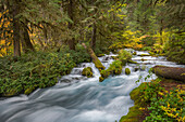 Rushing water in pristine Olallie Creek near McKenzie River, Willamette National Forest, Cascade Mountains, Oregon.