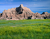 USA, South Dakota, Badlands National Park, North Unit, Yellow Sweet Clover blüht unter weichen erodierten Sedimenten des Vampire Peak, Cedar Pass-Gebiet.