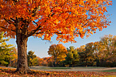 Herbstfarben in Brentwood, Tennessee, USA