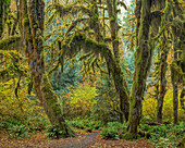 USA, Staat Washington, Olympic-Nationalpark. Trail durch moosigen Wald
