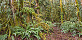 USA, Washington State, Seabeck, Guillemot Cove Nature Preserve. Panoramic of old growth cedar stump.