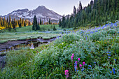 USA, Staat Washington. Der Mt. Rainier erhebt sich über dem Teich und den Wildblumen im Indian Henry's Hunting Ground, Mt. Rainier National Park.