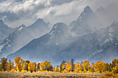 Pappeln in Herbstfärbung vor Teton Range, Grand-Teton-Nationalpark, Wyoming