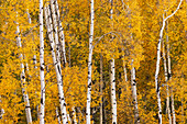 Muster aus weißen Baumstämmen zwischen goldenen Espenblättern, Grand-Teton-Nationalpark, Wyoming