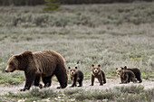 USA, Wyoming, Grand-Teton-Nationalpark. Grizzlybärin mit vier Jungen.