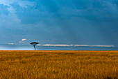 Kenia, Masai Mara, Einsamer Baum