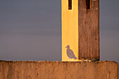 Africa, Morocco, Essaouira. Shadow of seagull at sunrise.