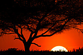 Baumsilhouette bei Sonnenuntergang in den weiten Ebenen des Serengeti-Nationalparks, Tansania, Afrika