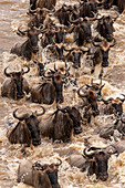 Africa, Tanzania, Serengeti National Park. Wildebeests crossing Mara River.