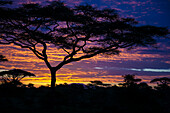 Afrika. Tansania. Morgensonnenaufgang bei Ndutu im Serengeti NP.