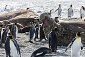 South Georgia Island, St. Andrew's Bay. King penguins walk among elephant seals on beach.