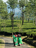 Frauen auf einem Weg inmitten einer Teeplantage in den Anaimalai Hills bei Valparai, Tamil Nadu, Indien.