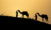 India, Gujarat, Bhuj, Great Rann of Kutch, Tribe. Camels and tribesmen are silhouetted by the setting sun.