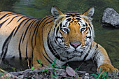 Asia. India. Male Bengal tiger (Pantera tigris tigris) enjoys the cool of a water hole at Kanha Tiger Reserve.