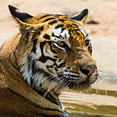 Asia. India. Female Bengal tiger (Pantera tigris tigris) enjoys the cool of a water hole at Bandhavgarh Tiger Reserve.