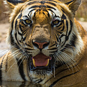 Asien. Indien. Ein männlicher bengalischer Tiger (Pantera tigris tigris) genießt die Kühle eines Wasserlochs im Bandhavgarh-Tigerreservat.