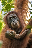 Indonesia, Borneo, Kalimantan. Female orangutan with baby at Tanjung Puting National Park.
