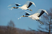 Japan, Hokkaido. Japanese cranes flying.