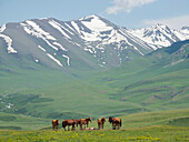 Pferde auf der Sommerweide. Die Suusamyr-Ebene, ein Hochtal im Tien-Shan-Gebirge, Kirgisistan