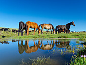 Pferde auf ihrer Bergweide am See Song Kol (Son Kul, Songkol, Song-Koel). Tien-Shan-Gebirge oder himmlische Berge in Kirgisien, Kirgisistan