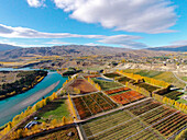 Obstgärten, Pappeln und Lake Dunstan, Bannockburn, in der Nähe von Cromwell, Central Otago, Südinsel, Neuseeland - Drohne Luftaufnahme