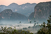 Morning fog rises from the palm tree lined Vinales Valley, Cuba