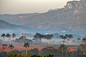 Morgennebel steigt aus dem palmengesäumten Vinales-Tal, Kuba