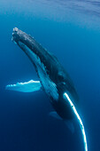 A large humpback whale ascends through the clear blue of the Silver Bank, Dominican Republic