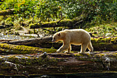 Kanada, Britisch-Kolumbien, Inside Passage. Weißer Geisterbär jagt am Riordan Creek nach Fischen.