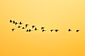 Canada, Manitoba, Oak Hammock Marsh. Canada geese in flight at sunset.