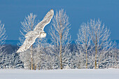 Kanada, Ontario. Weibliche Schneeeule im Flug.