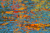 Kanada, Ontario, Minden. Spiegelung eines herbstlich gefärbten Waldes in einem Teich mit Seerosenblättern.