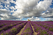 France, Provence, Valensole Plateau. Lavender rows and stone building ruin.