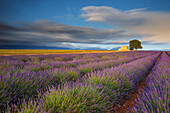 Frankreich, Provence, Valensole-Hochebene. Lavendelreihen und Bauernhaus.