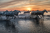 Europa, Frankreich, Provence, Camargue. Pferde, die bei Sonnenaufgang durchs Wasser laufen.