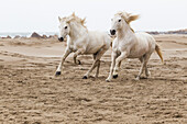Europe, France, The Camargue, Mediterranean Sea, Saintes-Maries-de-la-Mer, Camargue horses, Equus ferus caballus camarguensis. Camargue horses running along the beach near the Mediterrean Sea.