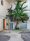 Italy, Puglia, Brindisi, Itria Valley, Ostuni. A flowering tree against the white wall in the picturesque old town of Ostuni.