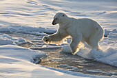 Norway, Svalbard, Spitsbergen. Polar bear jumps across sea ice.
