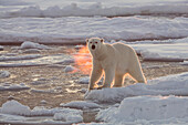 Norwegen, Spitzbergen, Svalbard, Spitzbergen. Eisbär mit beleuchtetem Atem.