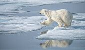 Arktisches Meer, Norwegen, Svalbard. Eisbär springend.