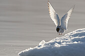 Europe, Norway, Svalbard. Arctic tern lands on ice.