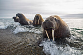 Europe, Norway, Svalbard. Walruses emerge from the sea.